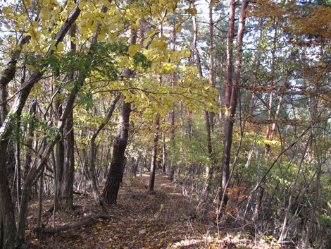 20161117hike (142)